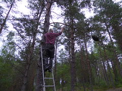 Ingvar is sawing off the branch to get to the swarm.
