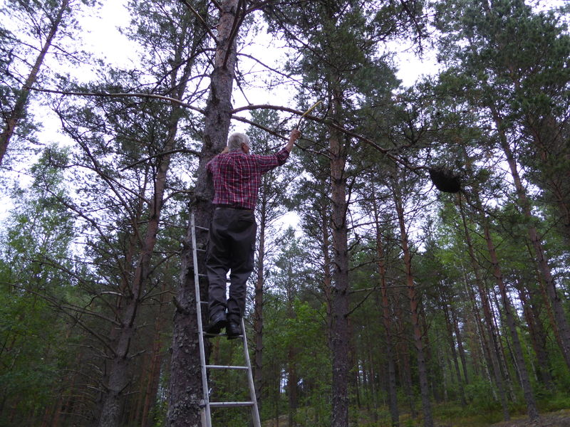 File:Sawing off branch.jpg