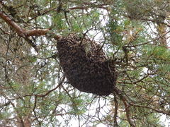 A brown bee swarm on a branch.