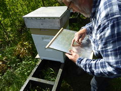 Counting varroa mite downfall