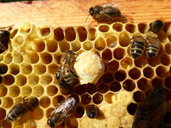 Queen cell cup eith hybrid bees
